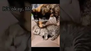 Cats & Kittens: Pure Love That Warms the Heart