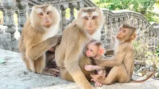 Sweetness, Young Mother Monkey SARIKA bring baby Saro to take care of  with SASHA