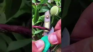 Best method and unique ideas for the grafting of fruit trees #grafting #plants #garden #tree​