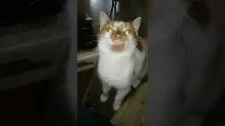 THE CAT SENDS YOU TO WORK