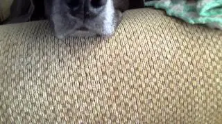 The Mountain lion blue dog strikes its prey #crazy lol moment