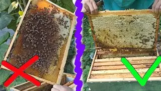 Сколько должно быть меда для зимовки пчелам? Когда не нужно кормить пчел в зиму.