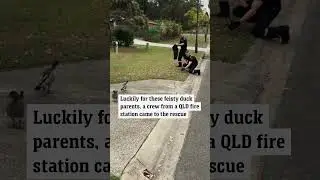 QLD Fire and Rescue came to the aid of ducks trapped down a drain.