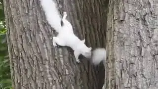 Beautiful Himalayan squirrels