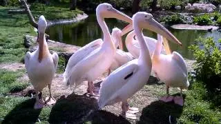 London Zoo Pelicans