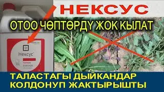 ОТОО ЧӨПКӨ КАРШЫ ДАРЫ БОЮНЧА ЭЛДИН ПИКИРИ/КОММЕНТАРИЙЛЕР