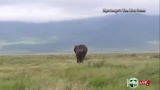 Ngorongoro Van Live Game- A bull elephant