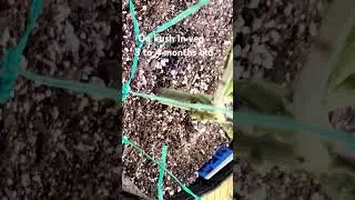 og kush 3 to 4 months old monster crop and bud explosion and sweet candy grow thru
