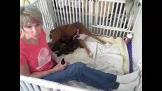 Using Fading Puppy Support on Newborn Puppies
