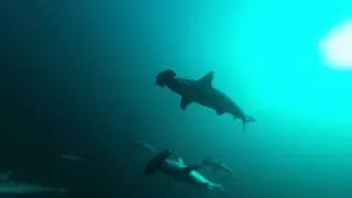 Alor Divers, Pantar Island, Indonesia 28.04.2017 Hammerhead sharks dive.
