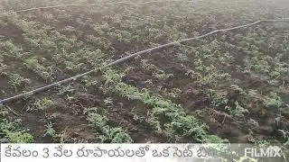 Rain pipe irrigation. #bengal gram #శెనగ #chickpea #easy irrigation