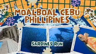 LIFE IN THE PHILIPPINES - SEA TURTLES AND SARDINE RUN IN CEBU🇵🇭