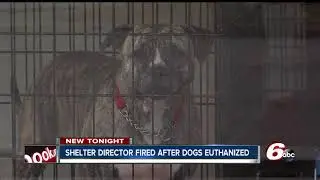 Director of no-kill Richmond animal shelter fired after dogs euthanized