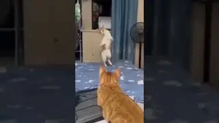 🥰🥰 🐈 🐱 cat funny video 👍👍🔔#tranding #funny #comedy @multipal vlo