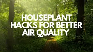 Houseplant Hacks for Better Air Quality |Reduce Air pollution | Better World