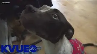 Pet of the Week: Meet Selena