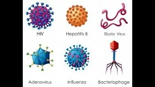 NEET 2017 solutions | Neet 2017 biology solutions | exam solutions