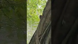 Blaze cry seriously #shortvideo #subscribe #reels #shorts
