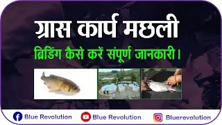 How to Breed Grass carp in hatchery | Carp breeding and Seed Production | Blue Revolution