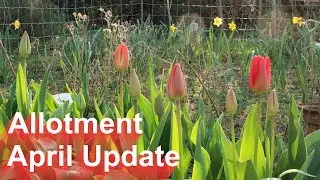 Allotment - April 2020 Update