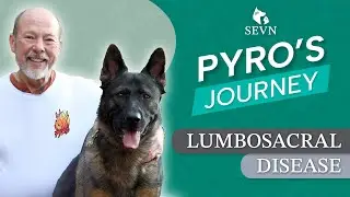 Pyro’s Comeback: A German Shepherd Dog’s Triumph Over Lumbosacral Disease