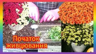 Живцовка #хризантема ,без света🫢,правила и химикаты‼️О заказе и каталоге!#flowers#garden