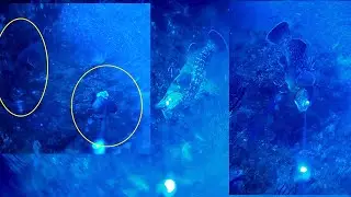 GROUPER ATTACK! LIVECAM