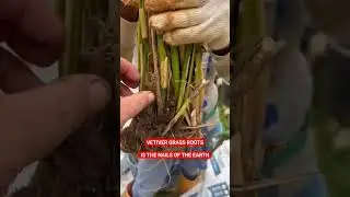VETIVER GRASS ROOTS IS THE NAILS OF THE EARTH BIOENGINEERING SOLUTIONS ON LANDSLIDES  STABILIZATION