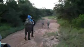 Camp Jabulani elephant stroll