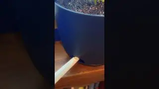 Secrets to Keeping Your Plants Hydrated