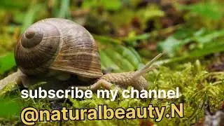Helix pomatia😱😱safe har and safe nature ,#animals #beauty