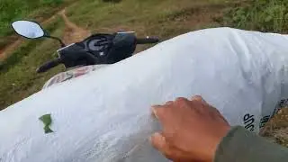 TANAMAN LIAR BERNILAI EMAS DARI JEMBER // BIJI TANAMAN PEJE