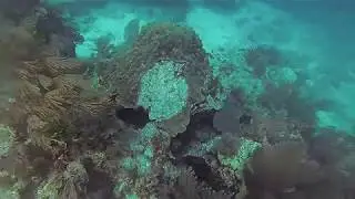 Moray Eel and Grouper Hunting Together