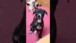 Малыш свободен🥰89858905267 #щенки #puppy #pitbull #americanbully #щенкинапродажу #щенкипитбуля