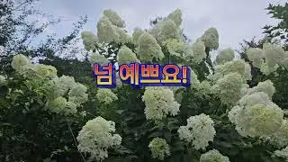 담양 죽화경  유럽수국축제.        7월27~8월15일 축제중