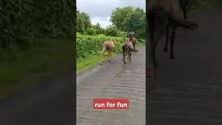 horses fill fun#doublehorse #entertainment #shortsviral #horseriding #moonwalk #rockinghorse #music