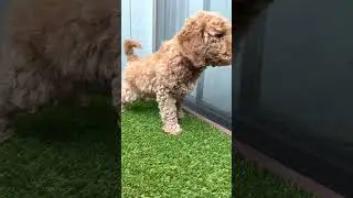 Potty Training: Mini Golden Doodle #shorts #puppy #fun #love