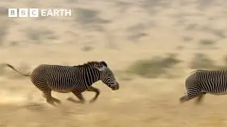 Can This Zebra See Off His Competition? | Narrated by David Attenborough | Africa | BBC Earth