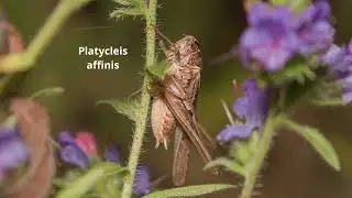 Platycleis affinis -- S&uuml;dliche Bei&szlig;schrecke