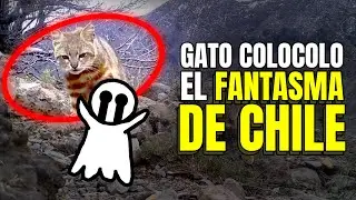GATO COLOCOLO explicado en chileno 🇨🇱