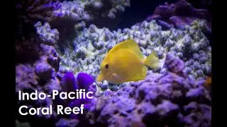 Welcome to the Indo-Pacific!