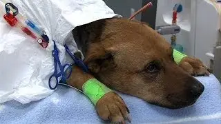 Cross-Species Healthcare? New Vet Clinic May Also Help Human Health