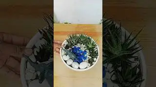 Small decorated garden made of Haworthia fasciata 