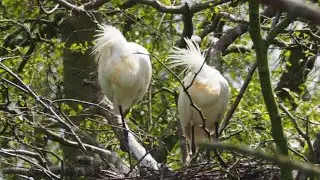 2021 05 07 De Liede Lepelaar Duinen Duinkortkopje Balgzand Zwanenwater