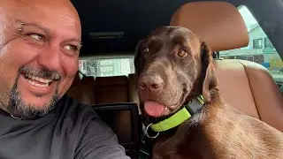 TOFFEE THE DOG 