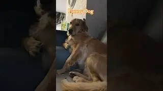 Cute Dog #puppy #realbond #funny #petshub #shorts #goldenretriever #cuteanimal