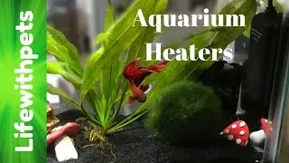 What Betta Fish Heaters Do We Use?