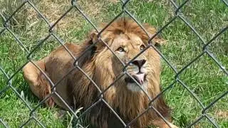 Loin in Pouakai Zoo New Zealand 