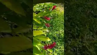 Red Ginger Plant ❤️