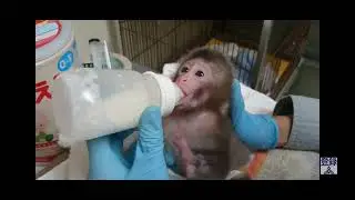 Newborn baby Japanese macaque (snow monkey) abandoned/being hand reared by zoo personnel. part 2